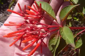 Clusters of red-orange tubular firebush flowers