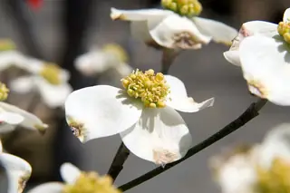 White flowering dogwood blossoms