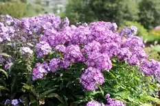 Garden phlox in lilac and purple flower clusters