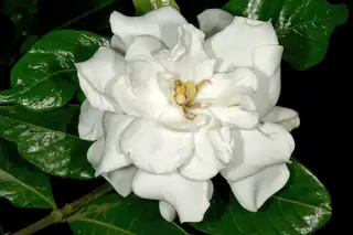 White double gardenia flower against dark leaves