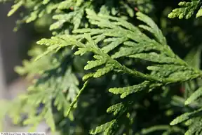 Close-up of Green Giant arborvitae foliage
