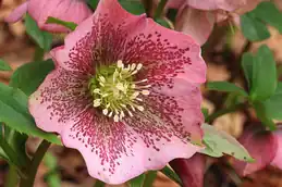 Pink speckled hellebore flower