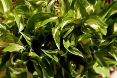 Hosta with long arching variegated leaves