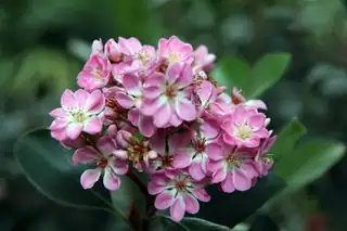 Cluster of pink Indian hawthorn flowers among dark green leaves