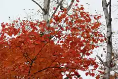 Japanese maple with red-orange fall foliage