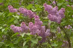 Lavender-purple lilac blossoms on a shrub