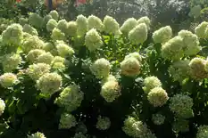 Limelight hydrangea with large pale green cone-shaped flowers
