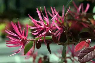 Fringe-like pink loropetalum flowers and burgundy leaves