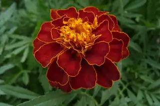 Deep red and gold French marigold flower