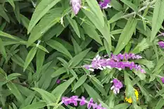Purple flower spikes of Mexican bush sage