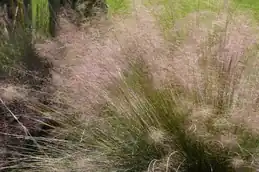 Pink muhly grass with airy pink plumes