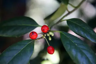 Red berries and glossy leaves of Nellie R. Stevens holly