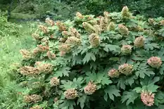 Oakleaf hydrangea shrub with cone-shaped flower clusters