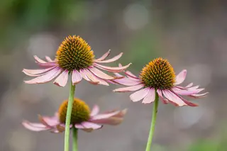 Purple coneflowers with drooping pink petals and orange centers