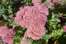 Dusty pink flower heads of Autumn Joy sedum