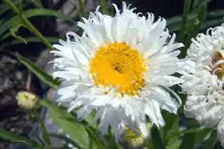 Large white Shasta daisy flower with a yellow center