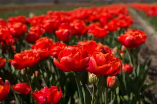 Field of red tulips in bloom