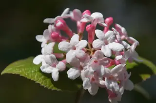 Rounded cluster of pink and white Korean spice viburnum flowers