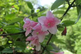 Pink trumpet-shaped weigela flowers
