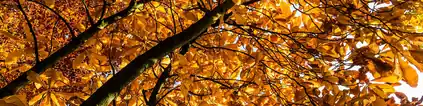 Golden autumn leaves on a tree canopy