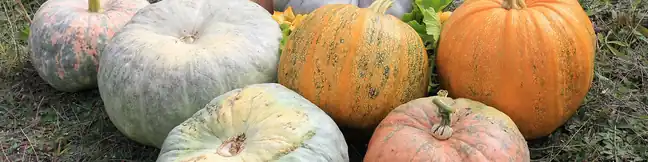 Harvested pumpkins and winter squash in orange, gray-blue and cream on grass