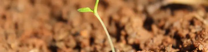 Tomato seedling just emerging from bare garden soil