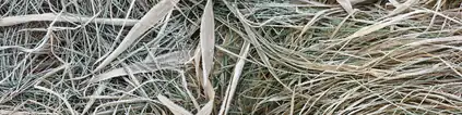 White frost on dry grass and reed leaves