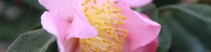 Pink camellia flower blooming in winter
