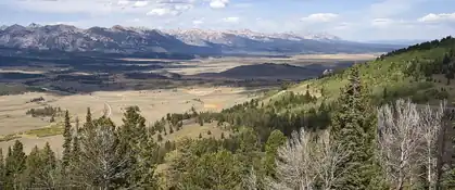 Pine forest above the Sawtooth Valley with the Sawtooth Mountains behind, Idaho