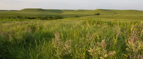 Tallgrass prairie with wildflowers in the Flint Hills, Kansas