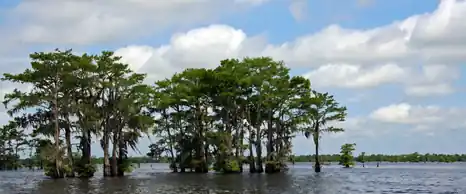 Bald cypress trees standing in open water in the Atchafalaya Basin, Louisiana