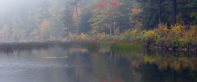 Autumn trees reflected in a misty pond in Acadia National Park, Maine