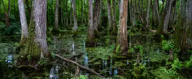 Bald cypress and tupelo swamp seen from a boardwalk on the Natchez Trace, Mississippi