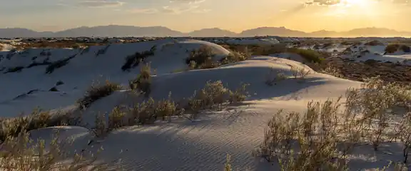 Gypsum dunes and desert shrubs at sunset in White Sands National Park, New Mexico
