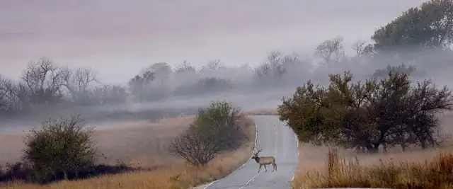 Misty prairie with an elk on the road in the Wichita Mountains Wildlife Refuge, Oklahoma