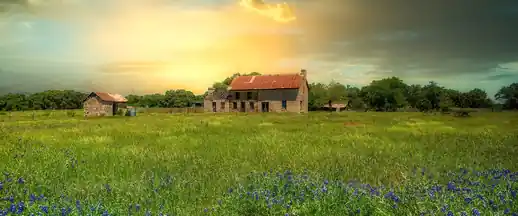 Field of bluebonnets in front of an old stone farmhouse, Texas